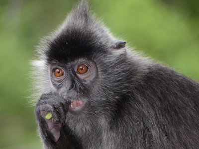 Silver leaf langur